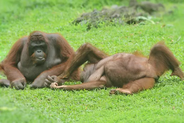 Orangutan Playing Jungle — стоковое фото