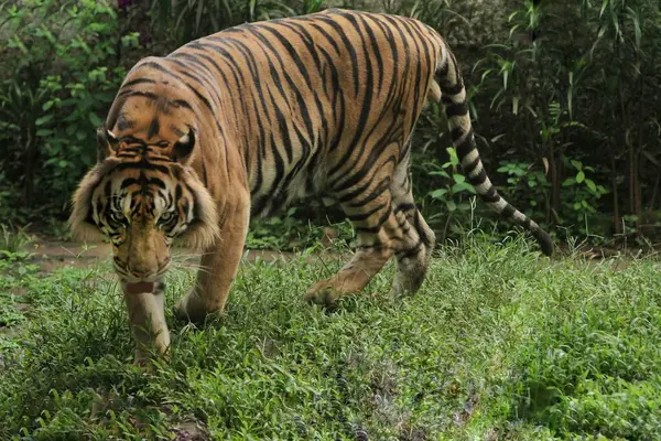 Tigre Caminando Selva — Foto de Stock