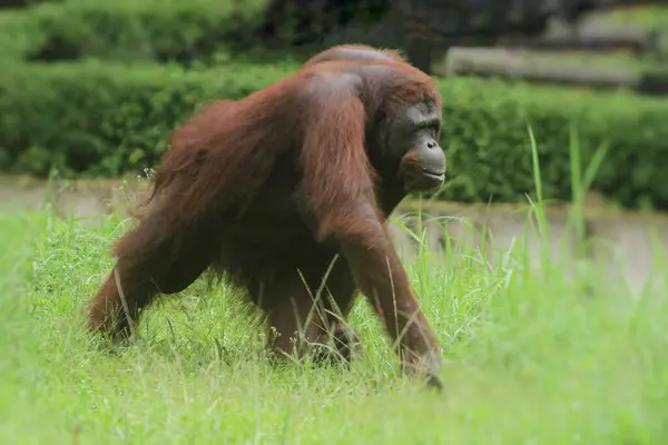 Orangutan Grass — стоковое фото