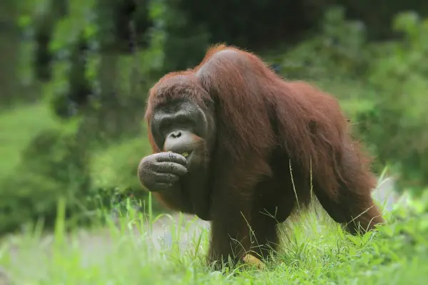 Красный Орангутан Борнео Индонезия Борнео Загар Мантан Борнео Борнео — стоковое фото