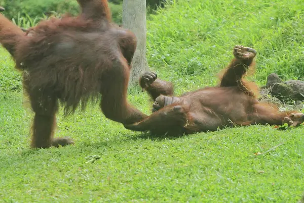 Орангутанг Вид Млекопитающих Индонезии — стоковое фото