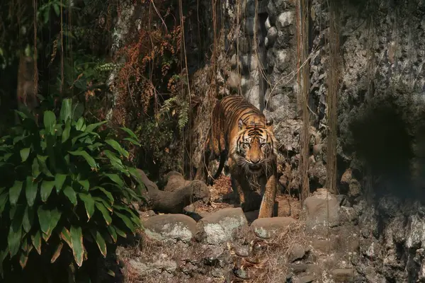 Tiger Jungle — Foto de Stock