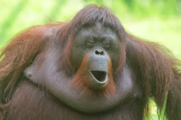 Портрет Молодого Орангутанга — стоковое фото