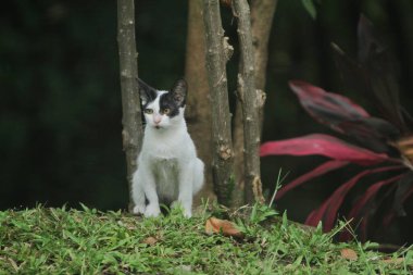 çimlerde oturan kedi
