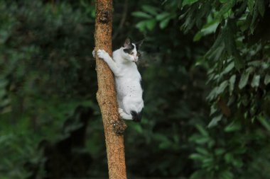 Hayvanat bahçesindeki kedi