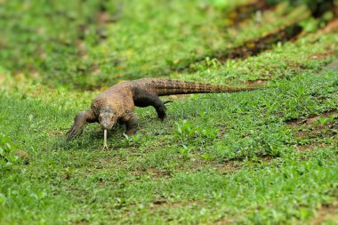 Yerde yatan kahverengi bir iguananın yakın çekimi.