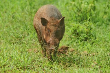 Yaban domuzu yeşil çimlerin üzerinde