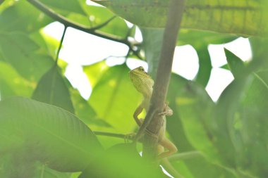 Yeşil bir bitkinin yakınında.