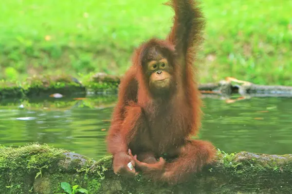 Красный Орангутан Парке — стоковое фото