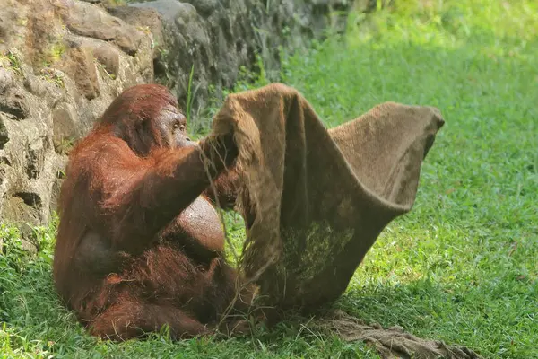 Вертикальный Кадр Женского Орангутанга — стоковое фото