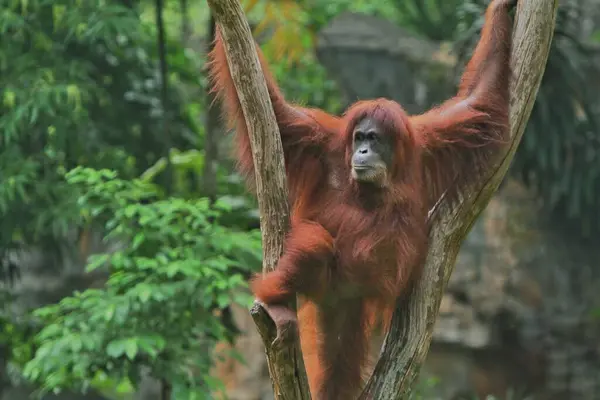 Крупный План Молодого Загара Загар Загар Орангутанга Зоопарке — стоковое фото