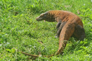 Miami, Florida hayvanat bahçesindeki büyük iguana.