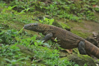 Doğadaki iguana