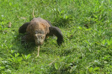 Yaban domuzu yeşil çimlerde.