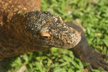 Kafasında sarı bir kertenkele olan büyük yeşil bir iguana.
