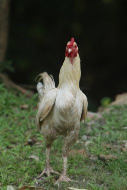 Çiftlikte beyaz tavuk