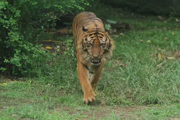 Tiger Djurparken Stockbild