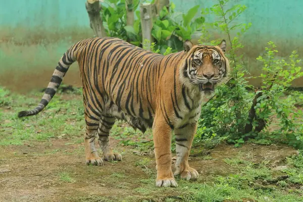 Tiger Djurparken Stockbild