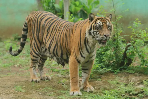 Bengalisk Tiger Djurparken Parken Stockbild