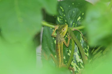 bir dalda yeşil çekirge