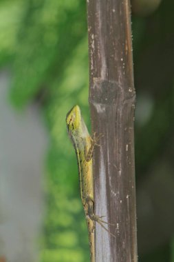 Ağaçtaki yeşil çekirge