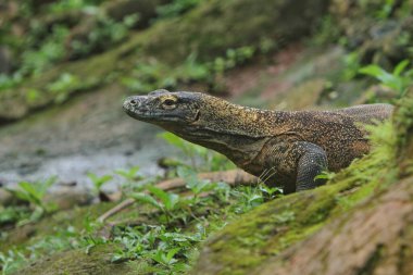 Bir ağaç gövdesindeki yeşil iguananın yakın plan fotoğrafı.