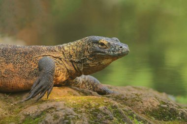 yaygın iguana (iguana kristali), Meksika 'nın en büyük türlerinden biridir..
