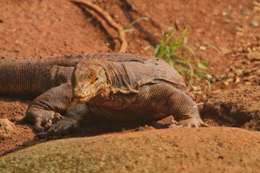 Hayvanat bahçesindeki kertenkele