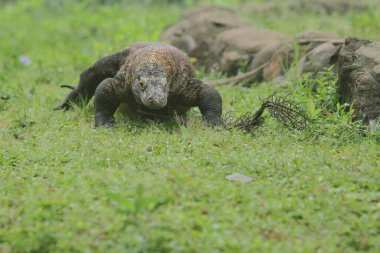 Ormanda yaban domuzu