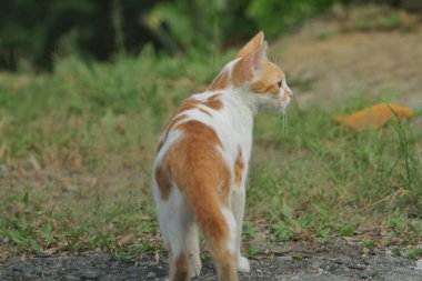 Yolda yürürken kedi