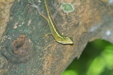 Yeşil yapraklı bir kertenkelenin yakın plan fotoğrafı.