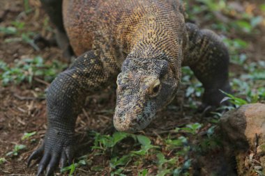 Hayvanat bahçesindeki kertenkeleye yaklaş.