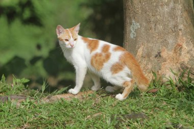 Bahçedeki kırmızı kedi