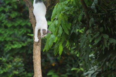 Ağaçtaki beyaz kedi.