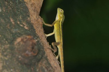 Ağaçtaki kertenkele