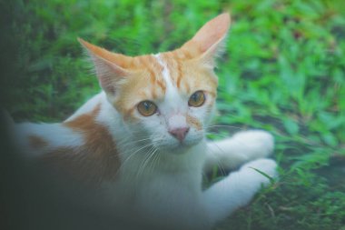 Bahçedeki kedi
