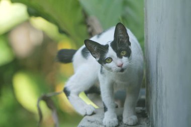 Bir kedinin portresi