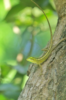 Ağaçtaki bir kertenkeleye yaklaş