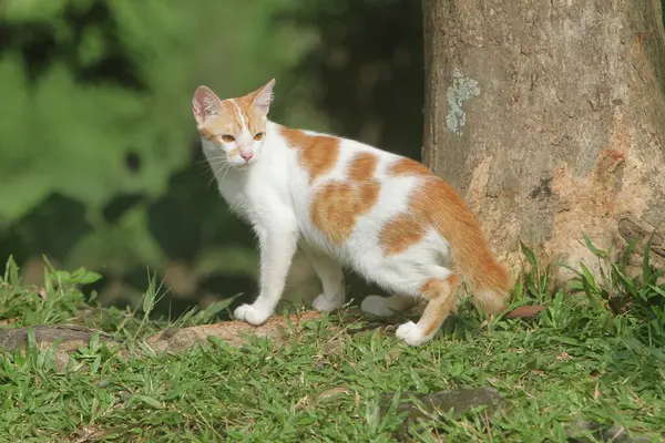 Bahçedeki kırmızı kedi
