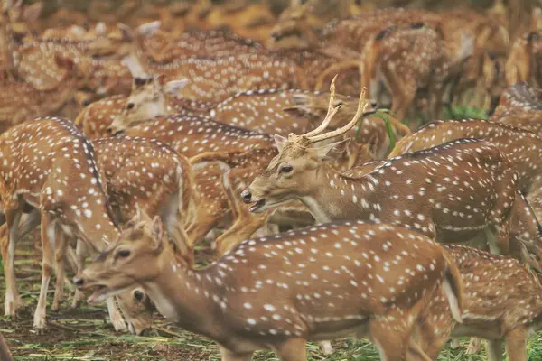 stock image deer in the forest