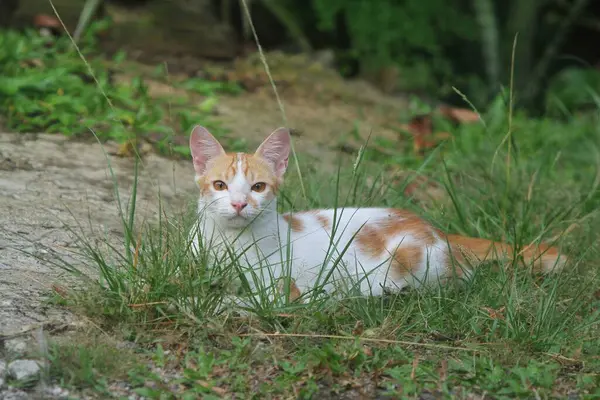 Şirin bir kedinin portresi