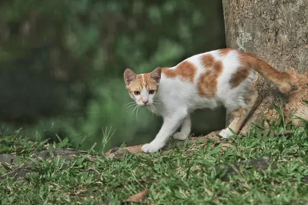 Ormandaki kırmızı kedi