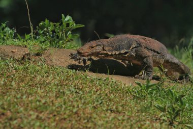 Ormandaki kahverengi bir ejderhanın yakın plan fotoğrafı.