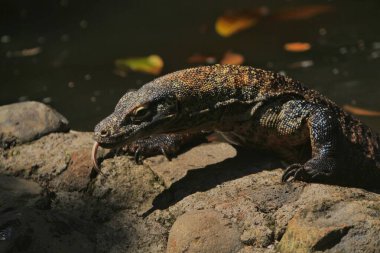 Timsah, hayvan, sürüngen, hayvan, doğa.