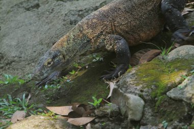 Hayvanat bahçesindeki iguana