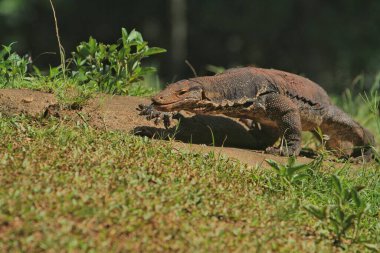 Ormandaki kertenkelenin yakın plan fotoğrafı.