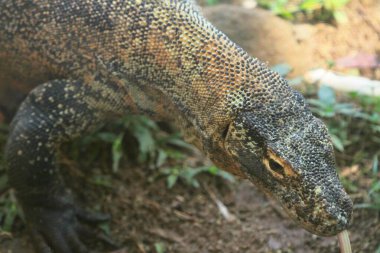 Kahverengi başlı ejderhanın başı (krokus cogra) )