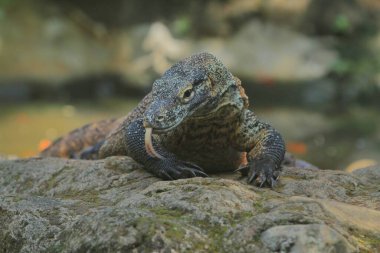 Doğadaki iguanalar.
