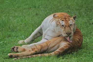 Kaplan çimenlerde yatıyor.