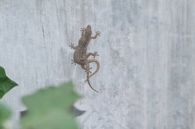 Ağaçtaki kertenkele